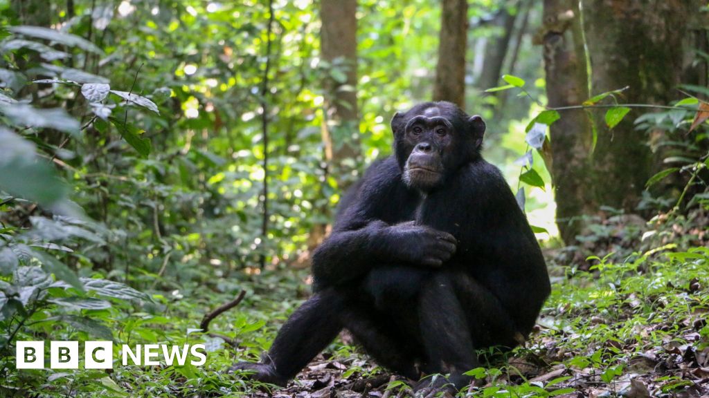 Chimpanzees’ Secret Medicine Cabinet: How These Apes Use Plants to Heal Themselves